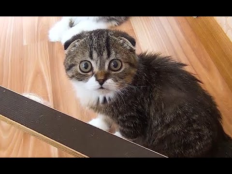 Видео: Шотландские вислоухие кошки Инны Кутузовой