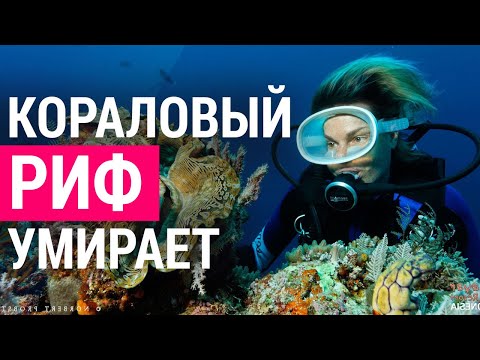 Видео: ▽ Как повлияет исчезновения коралловых рифов на людей?