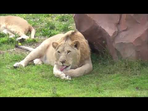Видео: Симба косолапик и Рыжик! Парк львов Тайган ❤️ 