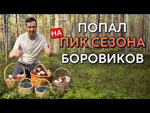 Видео: 💥ПОПАЛ НА САМЫЙ ПИК СЕЗОНА БОРОВИКОВ! КРУТАЯ ТИХАЯ ОХОТА!! Грибы 2025
