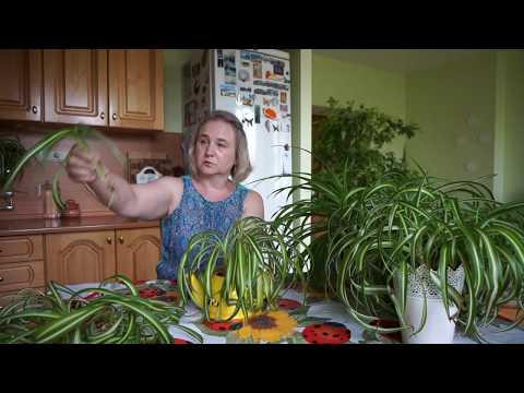 Видео: Размножение хлорофитума. Способы размножения хлорофитума хохлатого пестролистного.