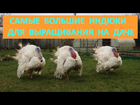Видео: Содержание индюков Хайбрид Конвертер. Полное видео о сезоне 2021 года.