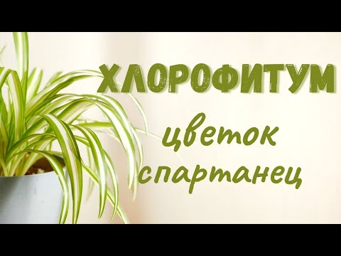 Видео: Хлорофитум. Как ухаживать? мой опыт 💥💯