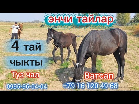 Видео: Энчи тайлар чыкты тандап ал турунон бар
