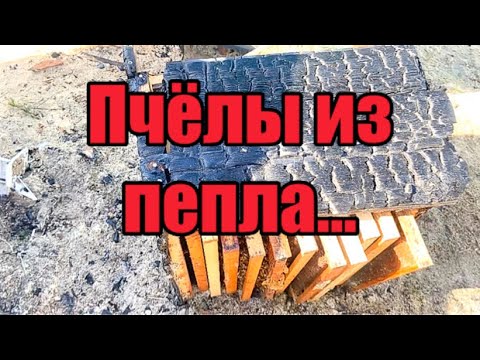 Видео: Пчёлы из пепла… чудо на пасеке…