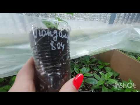 Видео: Черенкование метельчатых гортензий продолжается!