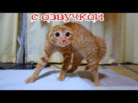 Видео: Приколы с котами! С ОЗВУЧКОЙ!!! - Смешные коты! Самые смешные животные!