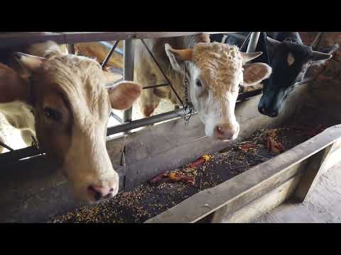 Видео: Як ми годуєм бичків на здачу? Міні сарай для ВРХ на 4 голови!