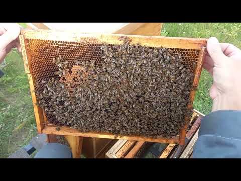 Видео: Гибель пчел
