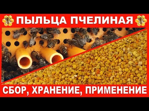 Видео: Пыльца пчелиная. Сбор и хранение.