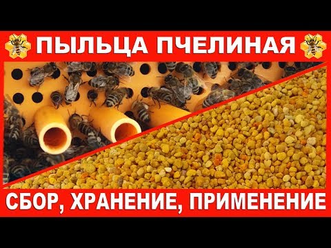 Видео: Пыльца пчелиная. | Сбор, хранение, применение.