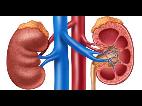 Видео: Трансплантация почки