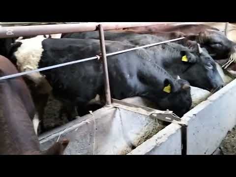 Видео: Бұқа бордақылау соңғы кезең