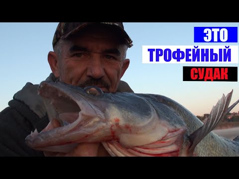 Видео: Ловля на пулю. Трофейный размер судака. Осеняя рыбалка на хищника.