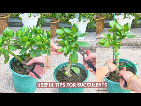 Видео: Простой уход за суккулентами для начинающих!