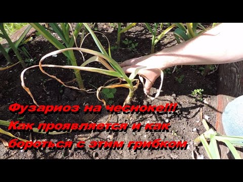 Видео: #Фузариоз на чесноке