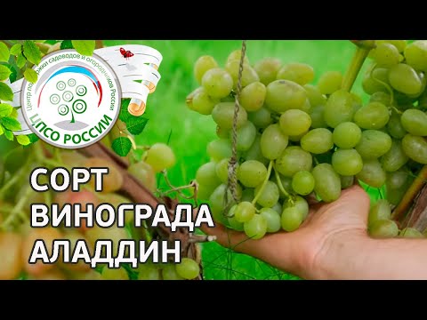 Видео: Сорт винограда Аладдин. 🍇 Описание сорта винограда Аладдин.