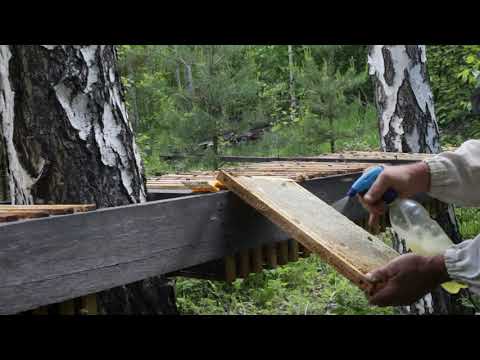 Видео: кормим пчел