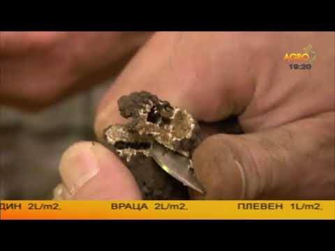Видео: Агро коментар: Трюфел до трюфел, Франция се премести в България, автор Светлана Трифоновска