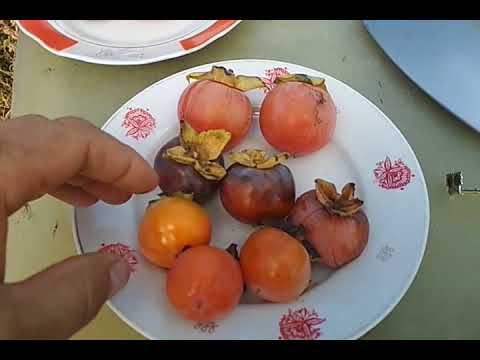 Видео: Хурма Соснивська - самый ранний сорт.