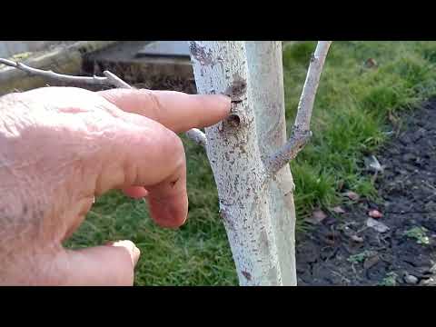 Видео: Персиковий сад. КЕРБОВКА на персику ,як робити,коли робити ,чим робити. Чи буде результат ?