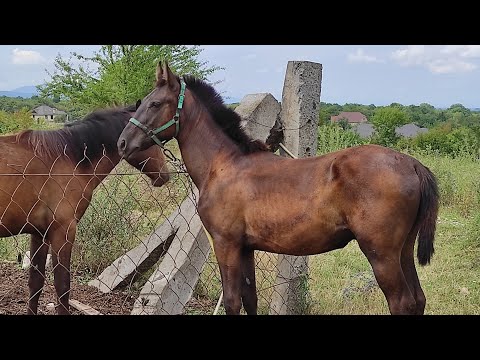 Видео: Реакция жеребенка на Керхер мойку под давлением.