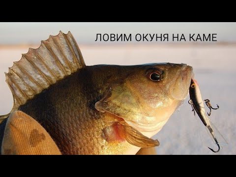 Видео: ЛОВИМ ОКУНЕЙ - ГОРБАЧЕЙ НА КАМЕ