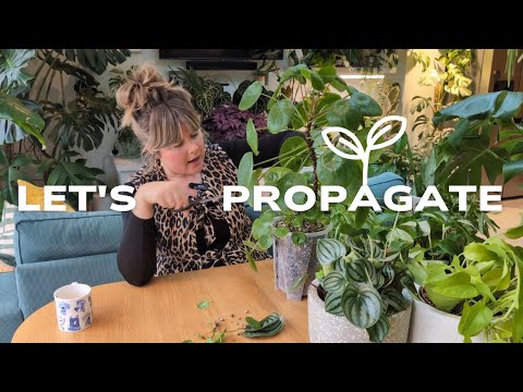 Видео: 🪴Как размножать комнатные растения | Размножение стеблями, размножение листьями, деление и многое...