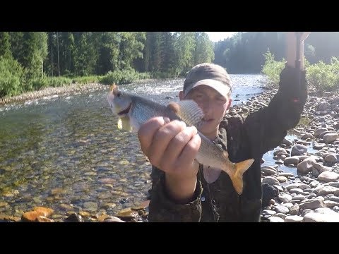 Видео: ИЮНЬСКАЯ РЫБАЛКА НА ХАРИУСА И ТАЙМЕНЯ НА ТЕРСИ