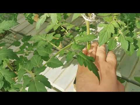 Видео: Рубрика: Как рождается правильная рассада томата?