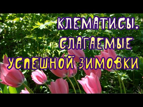 Видео: Клематисы. Слагаемые успешной зимовки