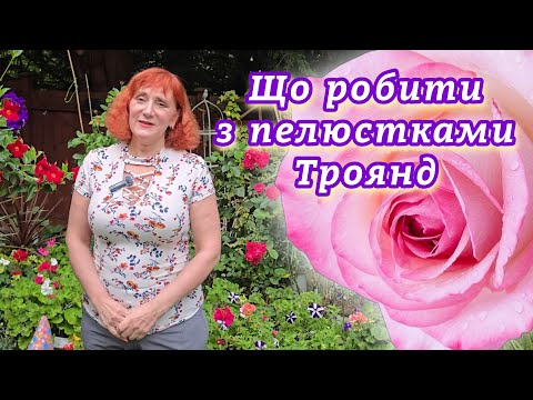 Видео: Що робити з пелюстками Троянд після цвітіння 🌹 Корисні поради