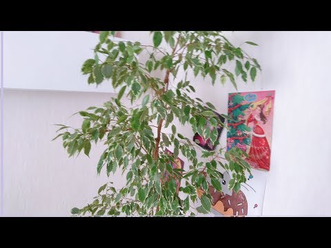 Видео: Фикус Бенжамина. Обрезка и пересадка. Особенности ухода.