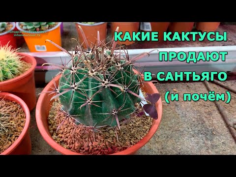 Видео: КАКИЕ КАКТУСЫ ПРОДАЮТ В САНТЬЯГО (и почём) #кактусы #Чили #суккуленты #cactus #suculentas #растения