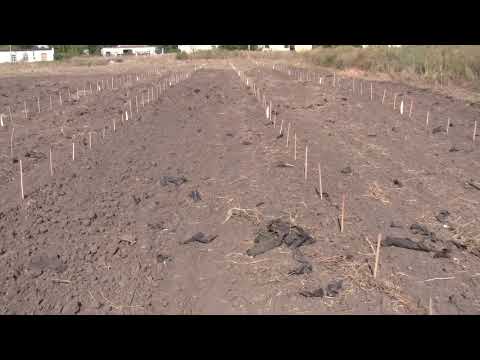 Видео: Плантация ежевики, начало посадки саженцев.