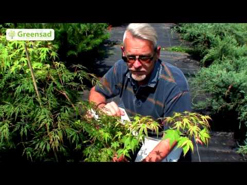 Видео: Японский клён. Как правильно ухаживать за японским клёном.