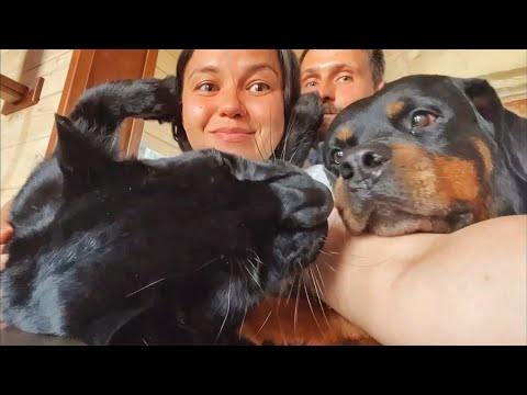 Видео: У пантеры Луны и семьи 2 миллиона друзей 🥺❤️🥳🎉