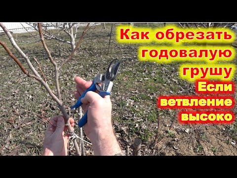 Видео: КАК ОБРЕЗАТЬ молодой САЖЕНЕЦ груши с ветвлением