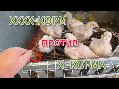 Видео: Тест комбикорма для бройлеров.