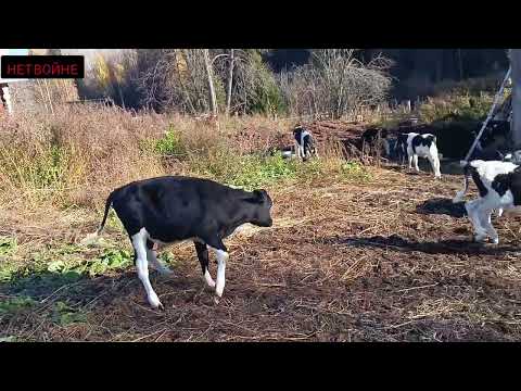 Видео: Выпустил телят