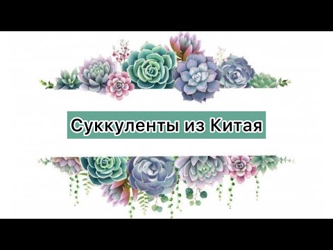 Видео: Распаковка. Посылочка с суккулентами из Китая.