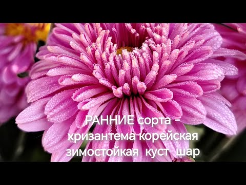 Видео: Раннее цветение - хризантема куст ШАР !