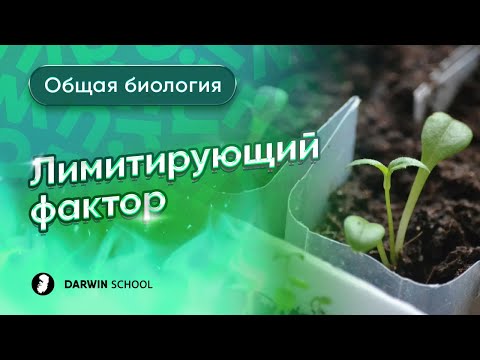 Видео: Лимитирующий фактор