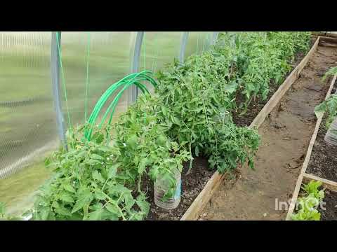 Видео: НАША ЛЮБИМАЯ ДАЧА#ОБЗОР ОГОРОДА#ЖИВЕМ НА ДАЧЕ