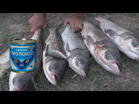 Видео: Толстолобы выскакивают на берег и клюют на сгущенку. My fishing