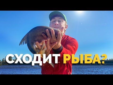 Видео: ⛔️ СХОДИТ РЫБА❓Топ 5 ошибок ❎ Смотри и НЕ повторяй⚠️