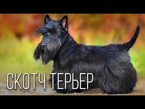 Видео: Шотландский терьер: Маленький Джентльмен с Большим Сердцем | Интересные факты про скочтерьера