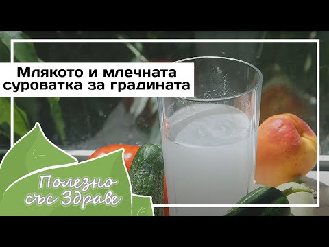 Видео: Молоко и сыворотка - полезные для сада