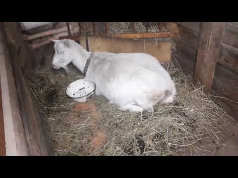 Видео: Кровянистые выделения у котной козы.Десять дней до окота.
