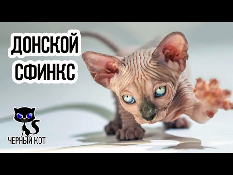Видео: ✔ Донской сфинкс плюсы и минусы породы